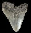 Partial, Megalodon Tooth - Georgia #61646-1